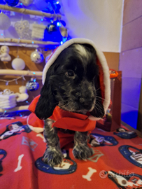 Cuccioli Cocker Spaniel