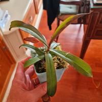 Nepenthes Rebecca Soper (Pianta Carnivora)
