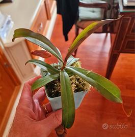 Nepenthes Rebecca Soper (Pianta Carnivora)