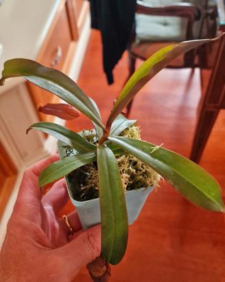 Nepenthes Rebecca Soper (Pianta Carnivora)