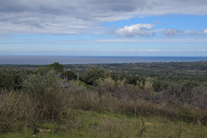 Oliveto Vigneto con rudere vista mare