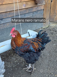 Giovane gallo Marans nero ramato
