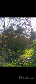 Terreno con uliveto
