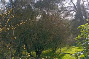 Terreno con uliveto