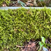 Muschio su corteccia