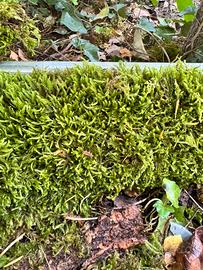 Muschio su corteccia