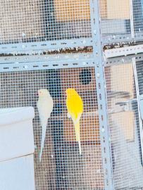 Parrocchetto del collare