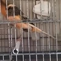 Canarino migliorato York