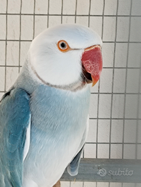 Coppia Parrocchetti dal collare cleartail