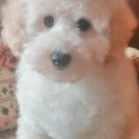 Barboncino Toy Bianco Maschio