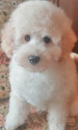 Barboncino Toy Bianco Maschio