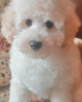 Barboncino Toy Bianco Maschio