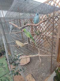 Parrocchetto del collare