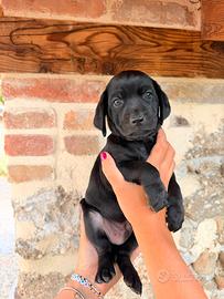 Cucciolo nero incrocio Labrador