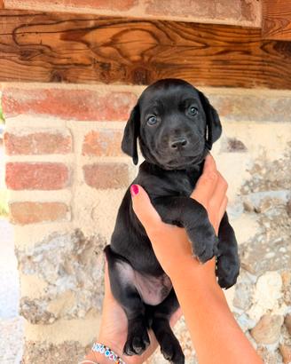 Cucciolo nero incrocio Labrador