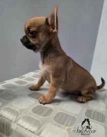 Chihuahua pelo corto con pedigree enci