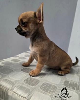 Chihuahua pelo corto con pedigree enci
