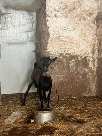 Capretto tibetano