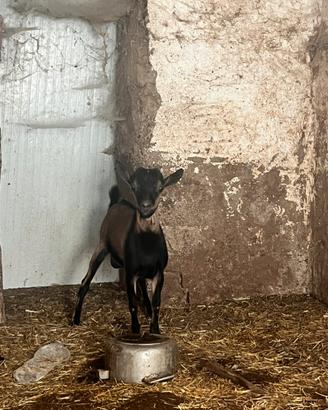 Capretto tibetano