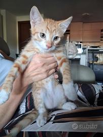 gattino arancione 
