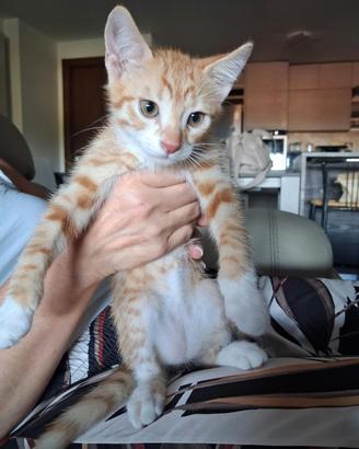gattino arancione 