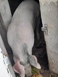 Maiale paesano cresciuto in casa