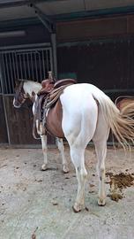 Paint Horse