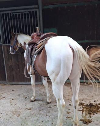 Paint Horse