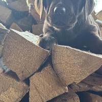 Labrador retriever con pedigree vaccino