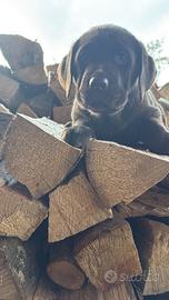 Labrador retriever con pedigree vaccino