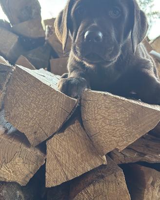 Labrador retriever con pedigree vaccino