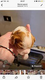 Cuccioli di cavalier king