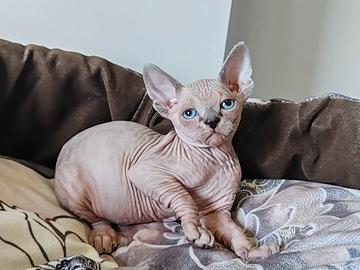 Cuccioli di canadian sphynx
