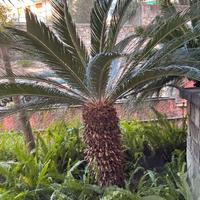 Palma Cycas