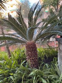 Palma Cycas