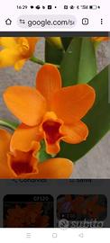 Orchidea Cattleya Golden Boy