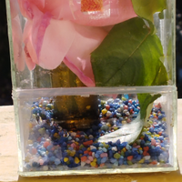 Mini teca con insetti stecco