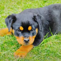 Cucciola rottweiler