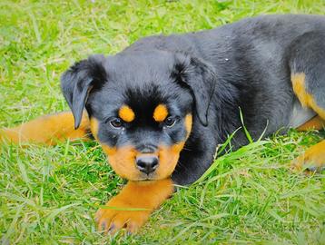 Cucciola rottweiler