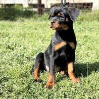 Cuccioli rottweiler