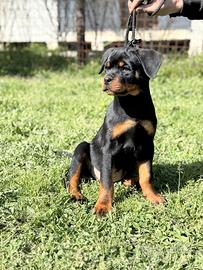 Cuccioli rottweiler