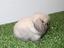 Immagine 1