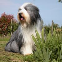 Bearded Collie cuccioli