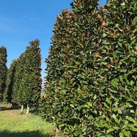 Magnolia grandiflora gallissoniensis esemplari