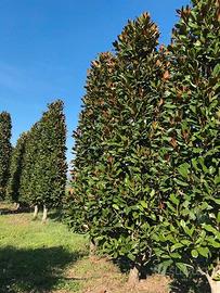 Magnolia grandiflora gallissoniensis esemplari