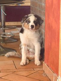 Cucciolo di pastore australiano