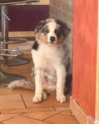 Cucciolo di pastore australiano
