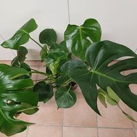 Monstera Deliciosa molte piante assieme