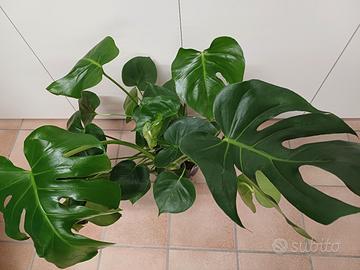 Monstera Deliciosa molte piante assieme