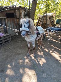 Pony maschio